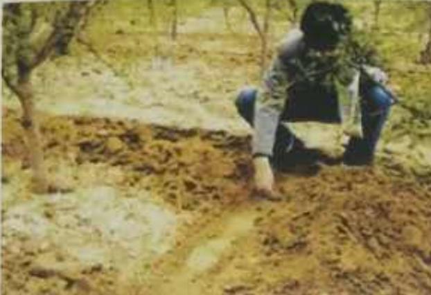 保水劑在林果上的應(yīng)用效果